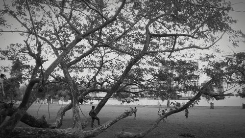 Bare trees against sky