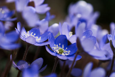 Close-up of purple crocus flowers