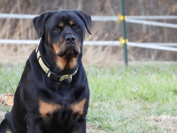 Black dog looking away
