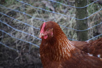 Close-up of chicken