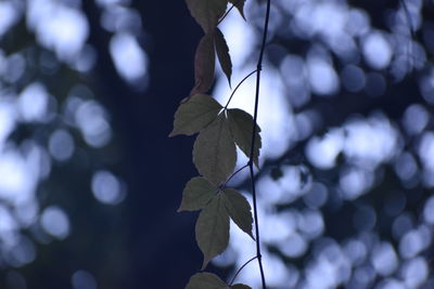 Close-up of plant against blurred background