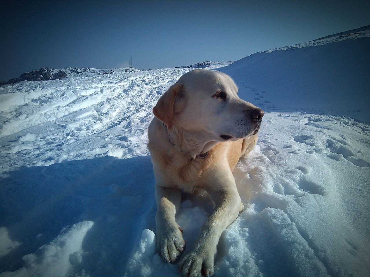 snow, winter, cold temperature, dog, mammal, domestic animals, one animal, animal themes, season, pets, weather, frozen, covering, nature, white color, water, day, outdoors, beauty in nature, no people