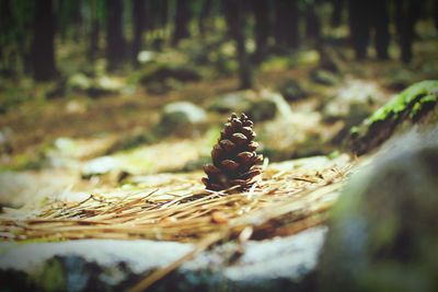 Close up of pine cone