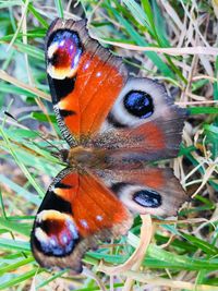 Close-up of butterfly on leaf