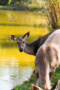 Portrait of horse by lake