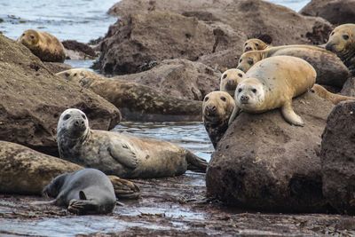 High angle view of sea lion on shore