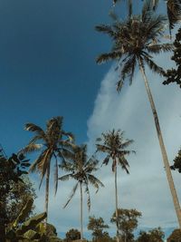 Low angle view of palm trees against clear blue sky