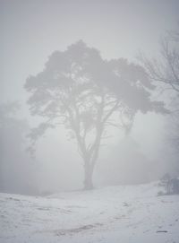 Trees on snow covered field during winter