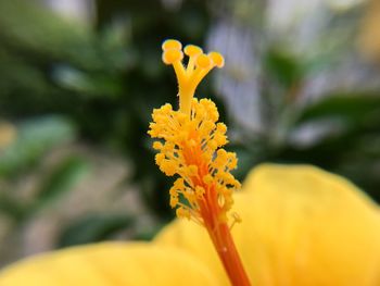 Close-up of yellow flower blooming outdoors