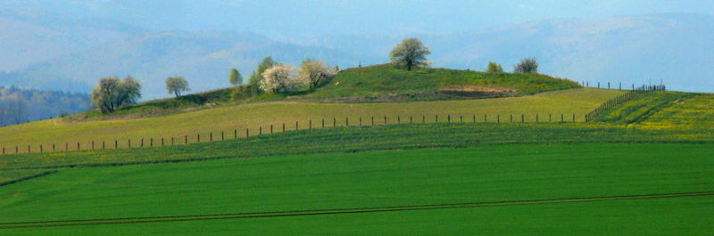 Scenic view of agricultural field against sky