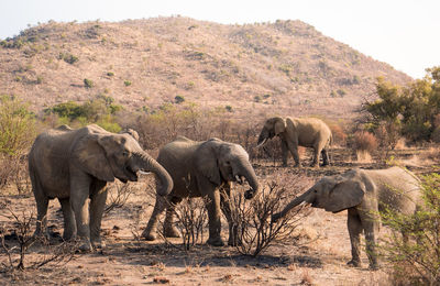 Elephant walking by trees on landscape