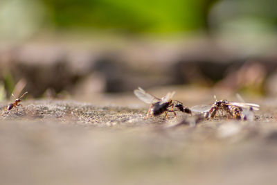 Close-up of insect on field