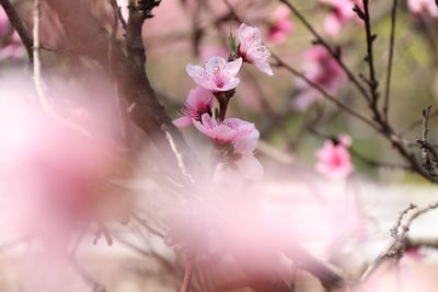 Close-up of pink flowers on tree