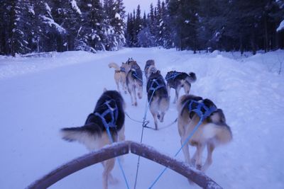 Horses on snow during winter