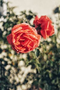 Close-up of red rose