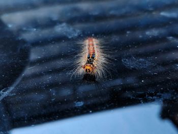 Close-up of spider in snow