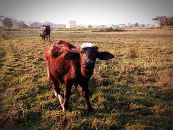 Cow standing on field against clear sky