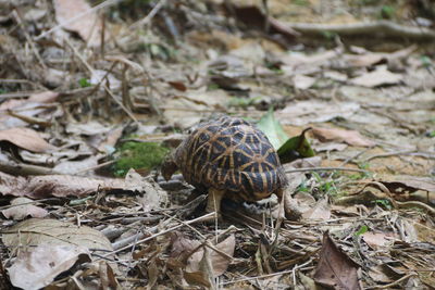 Close-up of turtle on field