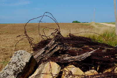 Fallen tree on field against sky