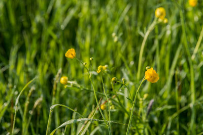 Close-up of yellow flowering plants on field