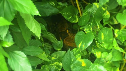 Full frame shot of green leaves