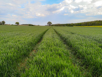 Scenic view of agricultural field against sky