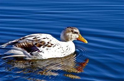 Side view of duck swimming in lake on sunny day