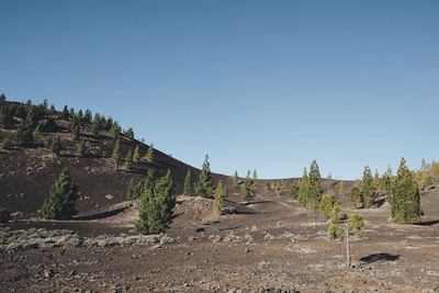 Trees on field against clear sky