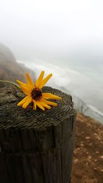 Close-up of yellow flower against sky