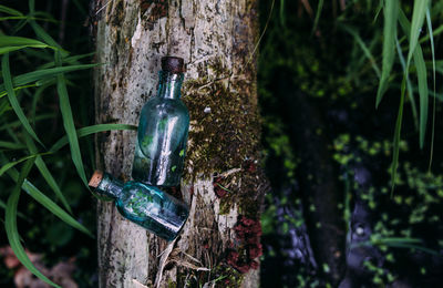 Close-up of plant hanging on tree trunk in forest