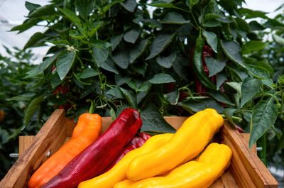 Close-up of vegetables