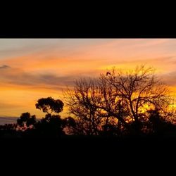 Silhouette of trees at sunset