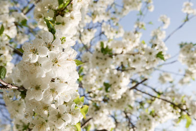 Close-up of white cherry blossoms in spring