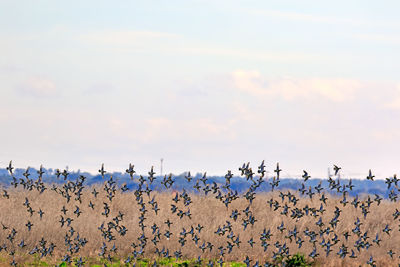 Flock of birds on field against sky