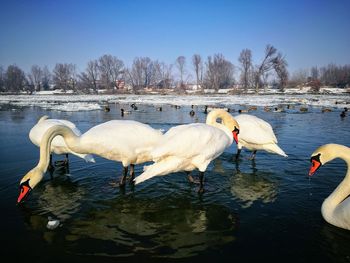 Swans on lake against clear blue sky