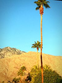 Coconut palm tree in desert against clear blue sky