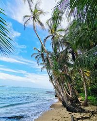 Palm tree by sea against sky