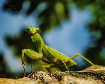Close-up of insect on ground