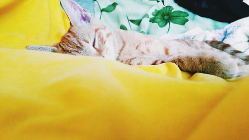 Close-up of yellow sleeping cat