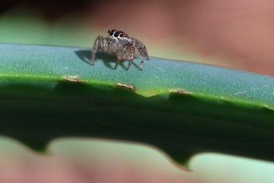 Close-up of spider