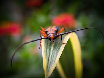 Orange beetle 
