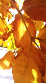 Close-up of orange leaves