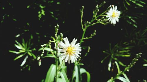 Close-up of yellow flowers blooming against black background