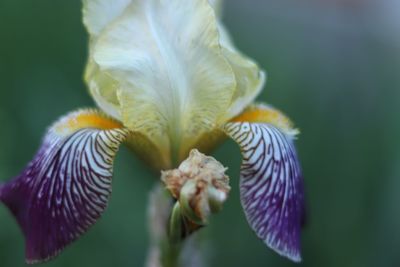 Close-up of purple flowering plant