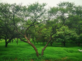 Trees on grassy field