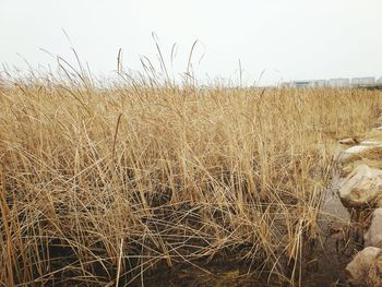 Close-up of field against clear sky