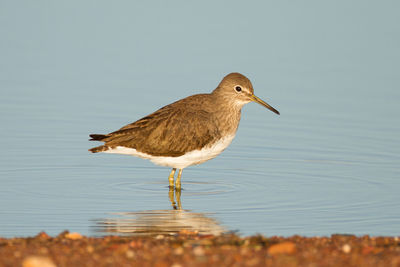 Close-up of bird in lake