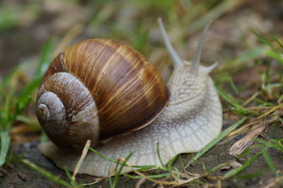 Close-up of snail