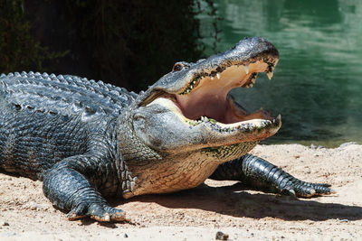 Close-up of crocodile in water