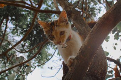 Low angle view of cat on tree
